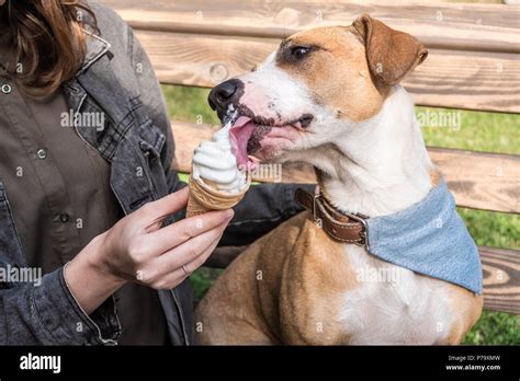 perro lamiendo coños